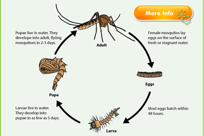 Bucks County Health Department Adult Mosquito Spray - Thursday August 21, beginning at 7:45 p.m.