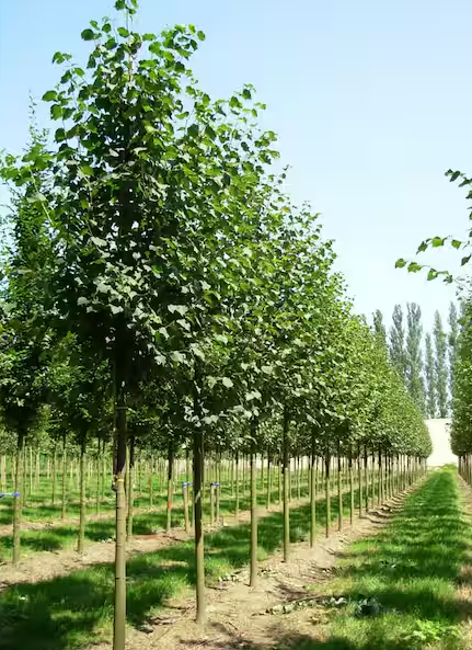 Falls Merges Shade Tree Commission with EAC