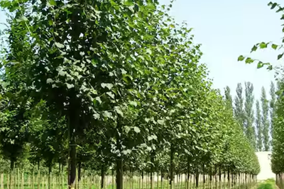 Falls Merges Shade Tree Commission with EAC